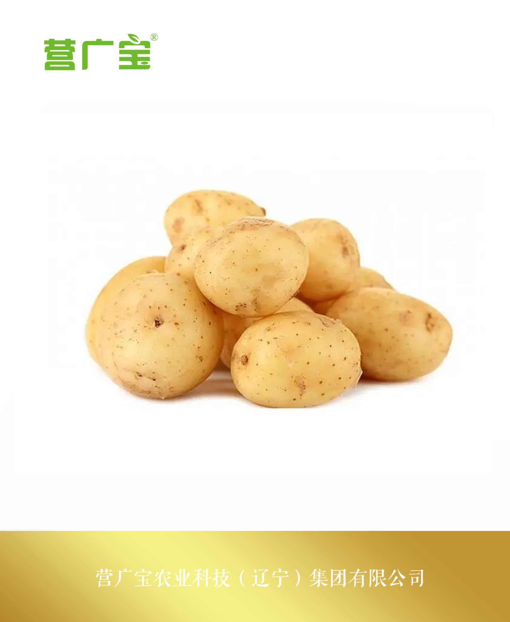 无公害有机土豆